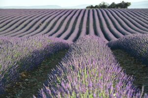 lavender-8490878 1920.jpg