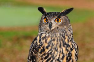 european-eagle-owl-2010346 1280 (1).jpg