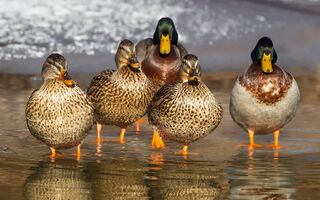 ducks-1463317 1920.jpg