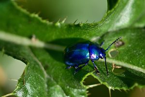 beetle-4401814 1280.jpg