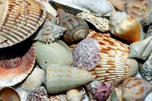 sea-shells-1886613 1280.jpg