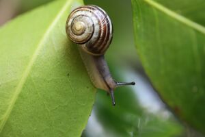 snail-7978955 1920.jpg