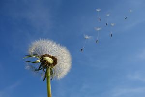 dandelion-463928 1280.jpg