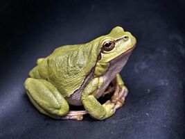 frog-111179 1280.jpg