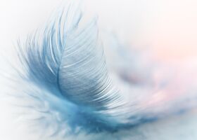 feather-3010848 1920.jpg