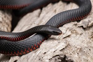 red-bellied-black-snake-6749361 1920.jpg